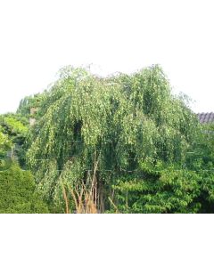 Betula p. 'Youngii' 200-250 cm C20