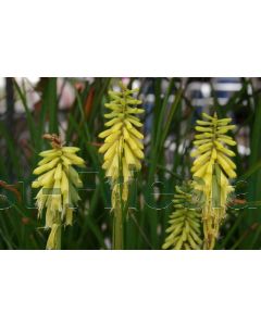 Kniphofia 'Lemon Popsicle' P9 / 24 per kist