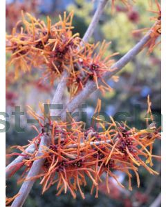 Hamamelis int. 'Aphrodite' 175-200 cm C20