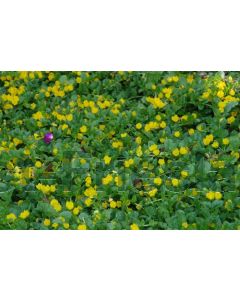 Lysimachia nummularia P9 / 24 per kist