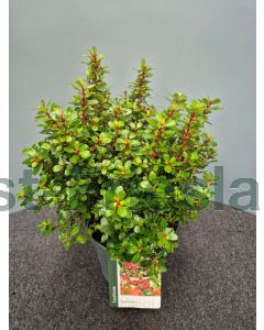 Escallonia 'Red Dream' C3