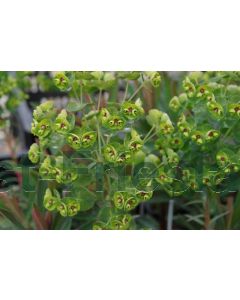 Euphorbia martinii P9 / 24 per kist