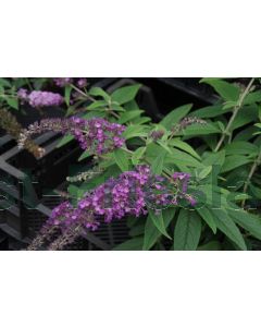 Buddleja dav. 'Purple Chip' C3