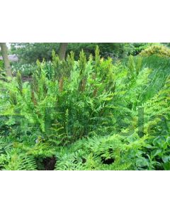 Osmunda regalis P9 / 24 per kist