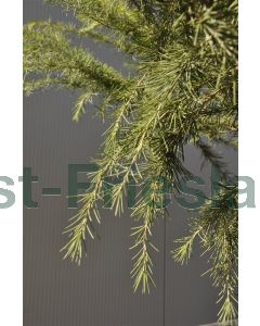 Cedrus deod. 'Golden Horizon' 25-30 cm C3