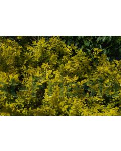 Spiraea jap. 'Goldmound' C1.5