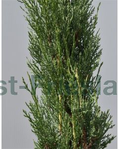 Cupressus sempervirens 350-400 cm C90