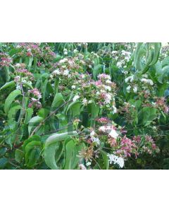 Heptacodium miconioides 175-200 cm C90 Meerstam