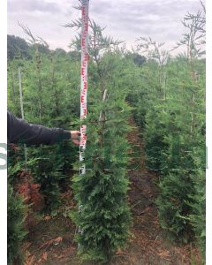 Cupressocyparis leylandii 175-200 cm kluit