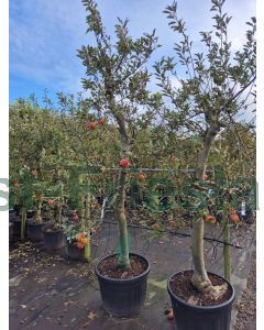 Malus d. 'Elstar' C110 Oude stam