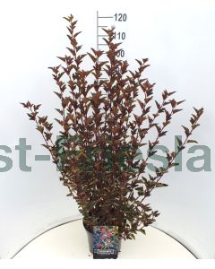 Physocarpus o. 'Red Baron' 80-100 cm C10