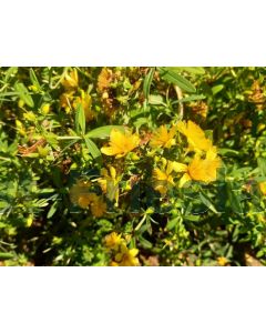 Hypericum kalmianum 'Gemo' P14