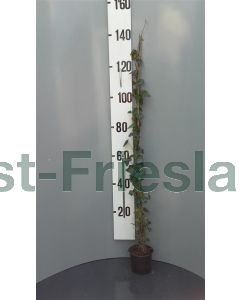 Hedera hibernica 125-150 cm C2
