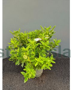 Hebe 'Donna Jenna' C2