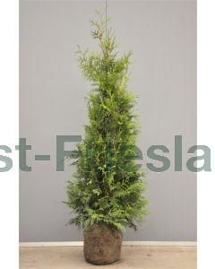 Thuja occ. 'Smaragd' 150-175 cm kluit