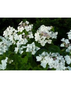 Hydrangea m. 'Libelle' 80-100 cm C20