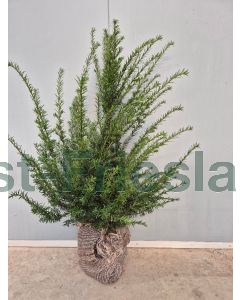 Taxus baccata 60-80 cm kluit