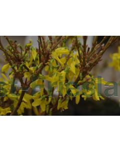 Forsythia int. 'Lynwood' 40-60 cm kw 1-2 tak