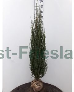 Juniperus scop. 'Blue Arrow' 125-150 cm kluit