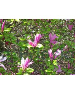 Magnolia 'Susan' 150-175 cm C20