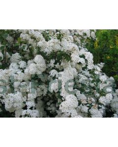 Spiraea vanhouttei 40-60 cm kw 2-3 tak
