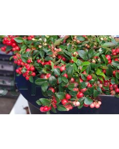 Gaultheria procumbens P15