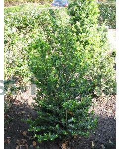 Ilex cren. 'Green Hedge' 150-175cm drkl extra