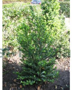 Ilex cren. 'Green Hedge' 125-150 cm C30 bonsai