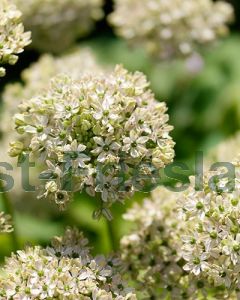 Allium nigrum 12/+ per 100