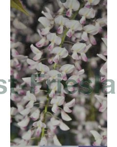 Wisteria flor. 'Rosea' 250-300 cm C18