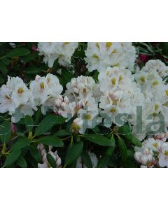 Rhododendron (Y) 'Porzellan' 50-60 cm C10