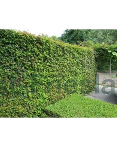 Acer campestre 12/14 kw leischerm 200 cm stam