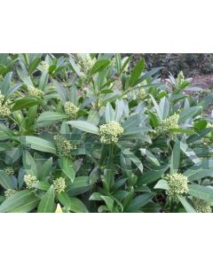 Skimmia confusa 'Kew Green' C2