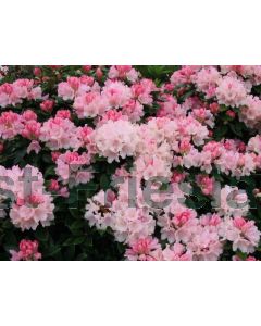 Rhododendron (Y) 'Dreamland' C3