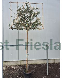 Elaeagnus ebb.'Compacta' 8/10 C20 leischerm 180 cm stam