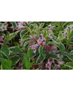 Weigela florida 'Nana Variegata' C3