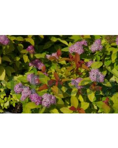 Spiraea jap. 'Double Play Big Bang' C3