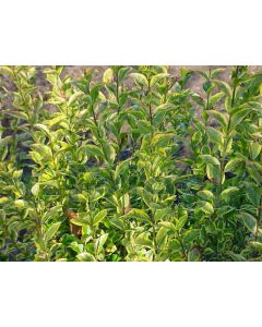 Ligustrum oval. 'Aureum' 60-80 cm kw 3-tak