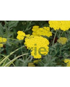 Achillea 'Moonshine' C2