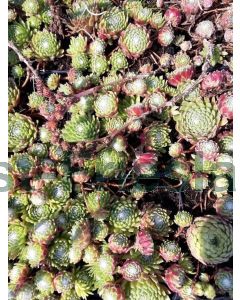 Sempervivum arachnoideum P9 / 24 per kist