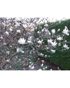 Magnolia stellata 'Royal Star' 125-150 cm C30