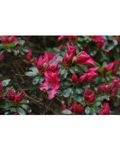 Rhododendron (AJ) 'Vuyk's Scarlet' 30-40 cm C5