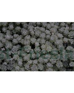 Sedum spathulifolium 'Cape Blanco' C2