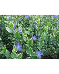 Vinca major 'Variegata' C2