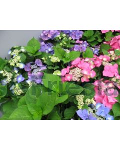 Hydrangea m. 'Zorro' 60-80 cm C20
