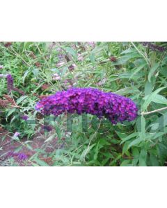 Buddleja dav. 'Black Knight' 150-175 cm C20