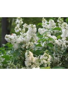 Syringa v. 'Mme Lemoine' 100-125 cm C7.5