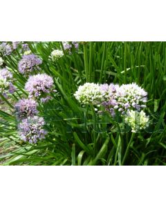 Allium senescens C2
