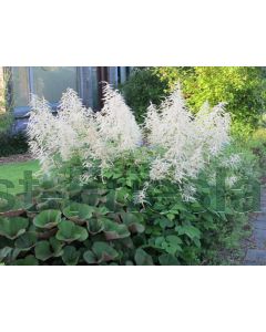 Aruncus dioicus P9 / 24 per kist