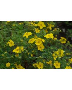 Potentilla f. 'Goldfinger' 30-40 kw 2-3 tak